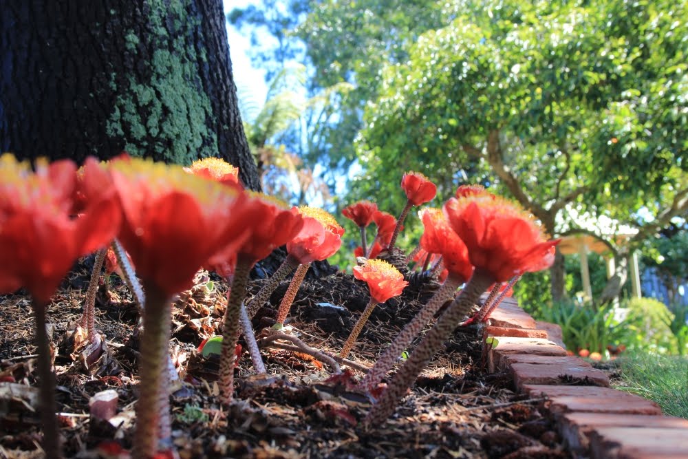 Haemanthus coccineus small IMG 4455